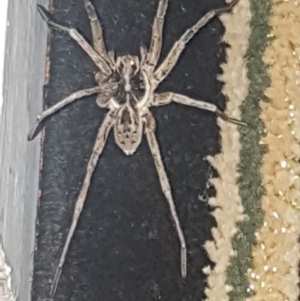 Lycosidae (family) at Pointer Mountain, NSW - 11 Feb 2020