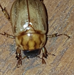 Cyclocephala signaticollis (Argentinian scarab) at Pointer Mountain, NSW - 11 Feb 2020 by Harrisi