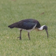 Threskiornis spinicollis (Straw-necked Ibis) at Parkes, ACT - 12 Feb 2020 by AlisonMilton