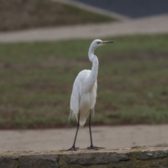 Ardea alba (Great Egret) at Mount Ainslie to Black Mountain - 11 Feb 2020 by AlisonMilton