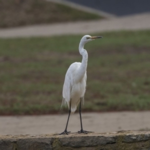 Ardea alba at Canberra, ACT - 12 Feb 2020