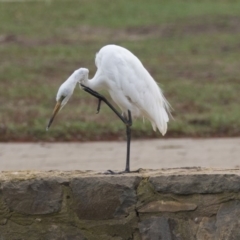 Ardea alba at Canberra, ACT - 12 Feb 2020 09:00 AM