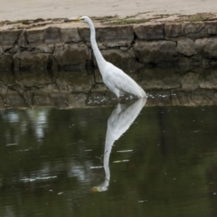 Ardea alba at Canberra, ACT - 12 Feb 2020