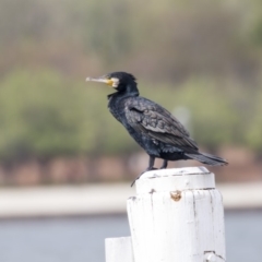 Phalacrocorax carbo (Great Cormorant) at Mount Ainslie to Black Mountain - 11 Feb 2020 by AlisonMilton