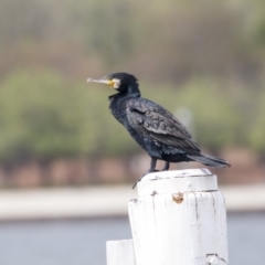 Phalacrocorax carbo (Great Cormorant) at Parkes, ACT - 11 Feb 2020 by Alison Milton