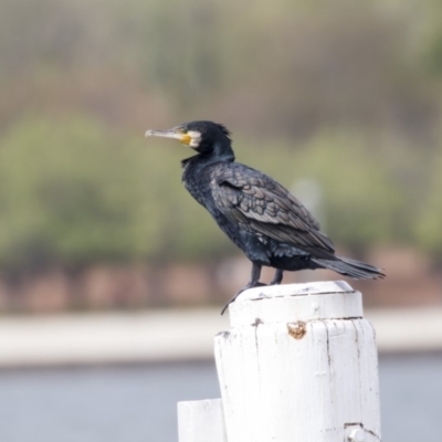 Phalacrocorax carbo (Great Cormorant) at Parkes, ACT - 11 Feb 2020 by Alison Milton