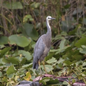 Egretta novaehollandiae at Canberra, ACT - 12 Feb 2020 09:04 AM