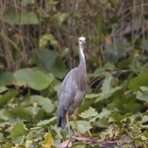 Egretta novaehollandiae at Canberra, ACT - 12 Feb 2020 09:04 AM