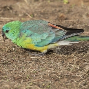 Psephotus haematonotus at Parkes, ACT - 12 Feb 2020