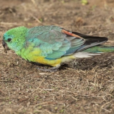 Psephotus haematonotus (Red-rumped Parrot) at Parkes, ACT - 12 Feb 2020 by AlisonMilton