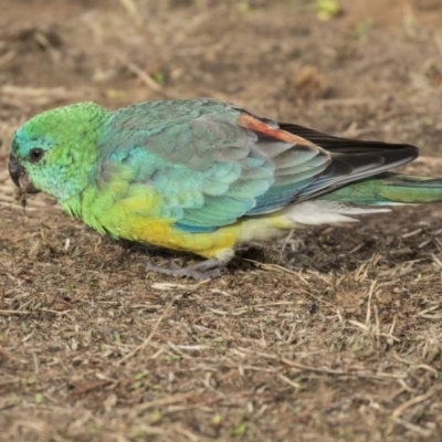Psephotus haematonotus (Red-rumped Parrot) at Parkes, ACT - 11 Feb 2020 by Alison Milton