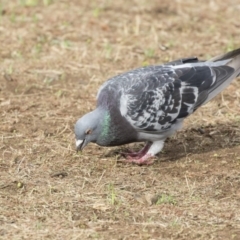 Columba livia (Rock Dove (Feral Pigeon)) at Parkes, ACT - 12 Feb 2020 by AlisonMilton