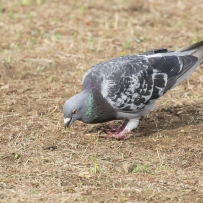 Columba livia (Rock Dove (Feral Pigeon)) at Mount Ainslie to Black Mountain - 11 Feb 2020 by AlisonMilton