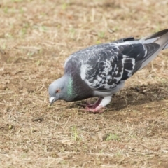 Columba livia at Parkes, ACT - 12 Feb 2020