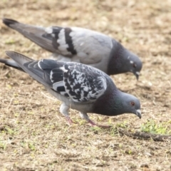 Columba livia at Parkes, ACT - 12 Feb 2020