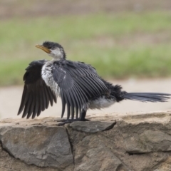 Microcarbo melanoleucos (Little Pied Cormorant) at Canberra, ACT - 11 Feb 2020 by Alison Milton