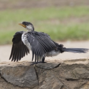 Microcarbo melanoleucos at Canberra, ACT - 12 Feb 2020