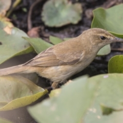 Acrocephalus australis (Australian Reed-Warbler) at Parkes, ACT - 12 Feb 2020 by AlisonMilton