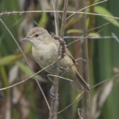 Acrocephalus australis at Parkes, ACT - 12 Feb 2020