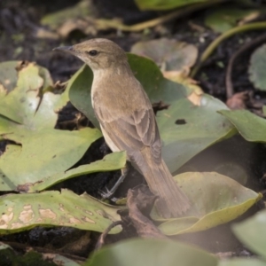 Acrocephalus australis at Parkes, ACT - 12 Feb 2020