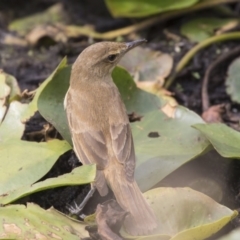 Acrocephalus australis at Parkes, ACT - 12 Feb 2020