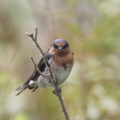 Hirundo neoxena (Welcome Swallow) at Mount Ainslie to Black Mountain - 11 Feb 2020 by AlisonMilton