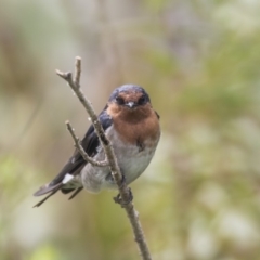 Hirundo neoxena (Welcome Swallow) at Commonwealth & Kings Parks - 11 Feb 2020 by Alison Milton
