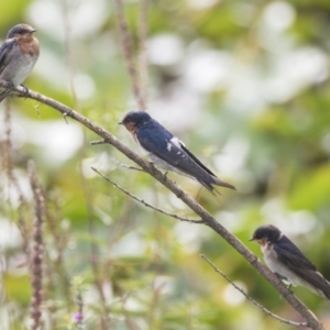 Hirundo neoxena at Canberra, ACT - 12 Feb 2020 09:10 AM