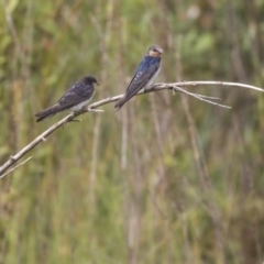 Hirundo neoxena at Canberra, ACT - 12 Feb 2020 09:10 AM