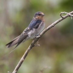 Hirundo neoxena at Canberra, ACT - 12 Feb 2020 09:10 AM