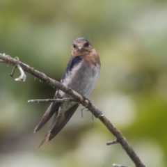 Hirundo neoxena at Canberra, ACT - 12 Feb 2020 09:10 AM