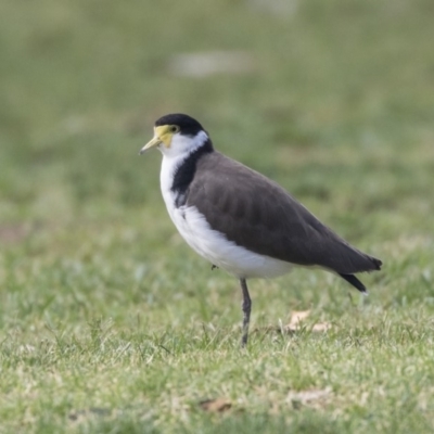 Vanellus miles (Masked Lapwing) at Hawker, ACT - 9 Feb 2020 by Alison Milton