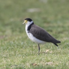 Vanellus miles (Masked Lapwing) at Hawker, ACT - 9 Feb 2020 by Alison Milton