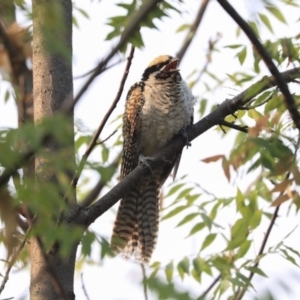 Eudynamys orientalis at Higgins, ACT - 5 Feb 2020