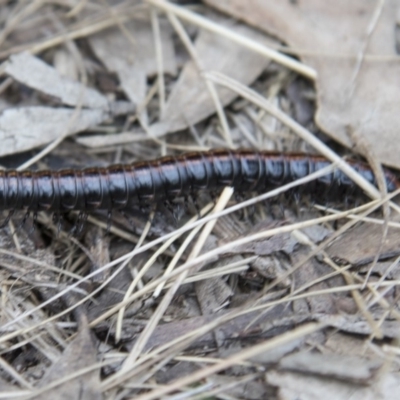 Diplopoda (class) (Unidentified millipede) at Kosciuszko National Park, NSW - 22 Oct 2017 by AlisonMilton