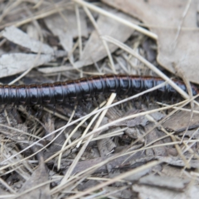 Diplopoda sp. (class) (Unidentified millipede) at Kosciuszko National Park, NSW - 21 Oct 2017 by AlisonMilton