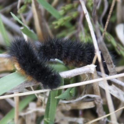 Phaos aglaophara (Alpine Tiger Moth) at Kosciuszko National Park - 21 Oct 2017 by AlisonMilton