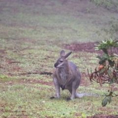 Notamacropus rufogriseus (Red-necked Wallaby) at Penrose, NSW - 12 Feb 2020 by Aussiegall