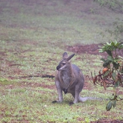 Notamacropus rufogriseus (Red-necked Wallaby) at Penrose - 11 Feb 2020 by Aussiegall