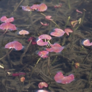 Nymphoides montana at Kosciuszko National Park, NSW - 22 Oct 2017