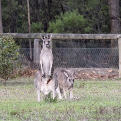 Macropus giganteus (Eastern Grey Kangaroo) at Wingecarribee Local Government Area - 11 Feb 2020 by Aussiegall