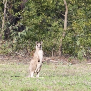 Macropus giganteus at Penrose, NSW - 11 Feb 2020