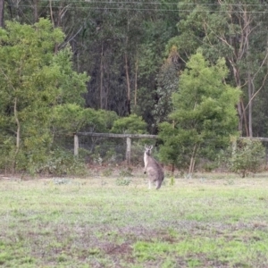 Macropus giganteus at Penrose, NSW - 11 Feb 2020