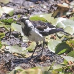 Grallina cyanoleuca (Magpie-lark) at Mount Ainslie to Black Mountain - 3 Feb 2020 by AlisonMilton