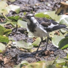 Grallina cyanoleuca at Parkes, ACT - 3 Feb 2020