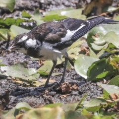 Grallina cyanoleuca at Parkes, ACT - 3 Feb 2020