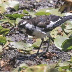 Grallina cyanoleuca at Parkes, ACT - 3 Feb 2020