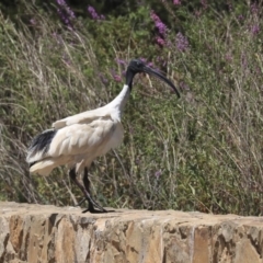 Threskiornis molucca (Australian White Ibis) at Canberra, ACT - 3 Feb 2020 by AlisonMilton