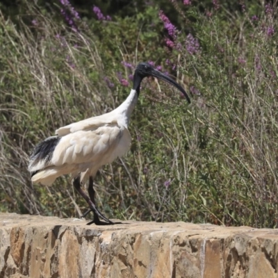 Threskiornis molucca (Australian White Ibis) at Mount Ainslie to Black Mountain - 3 Feb 2020 by AlisonMilton