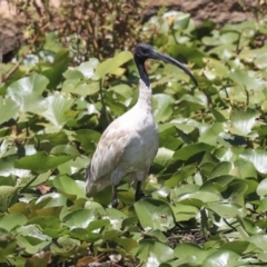 Threskiornis molucca at Canberra, ACT - 3 Feb 2020